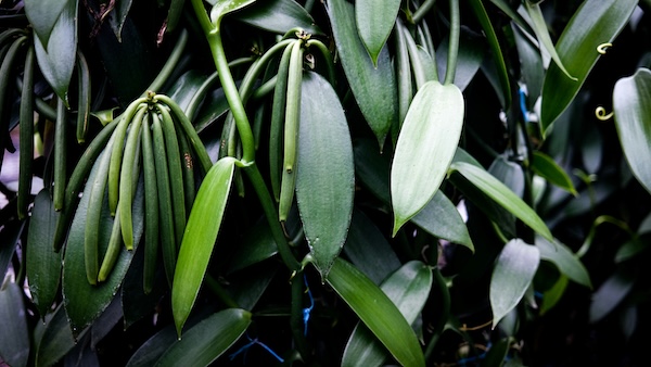 Vanilla